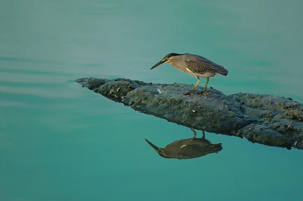 Grünreiher — Stockfoto