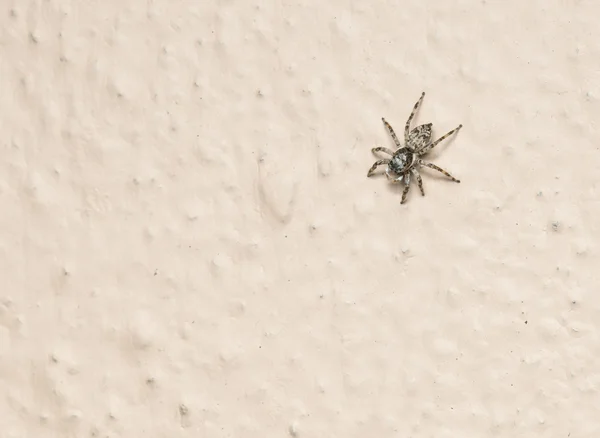 Jumping Spider — Stock Photo, Image