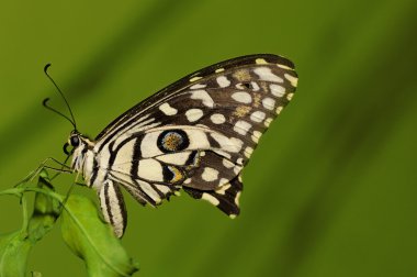 ortak kireç