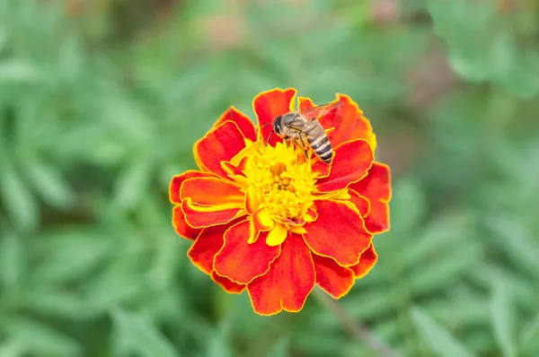 Bee close-up — Stockfoto