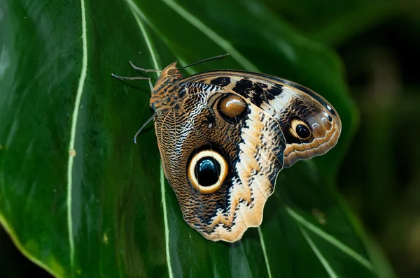 Uil vlinderslag — Stockfoto