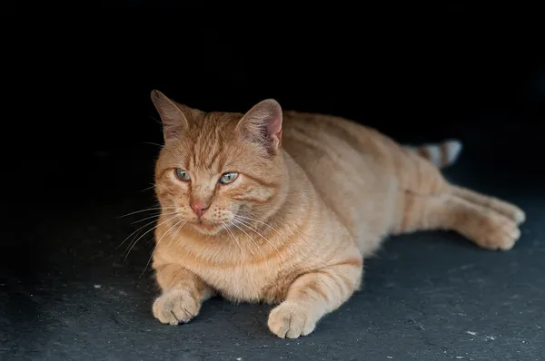 Gato selvagem — Fotografia de Stock