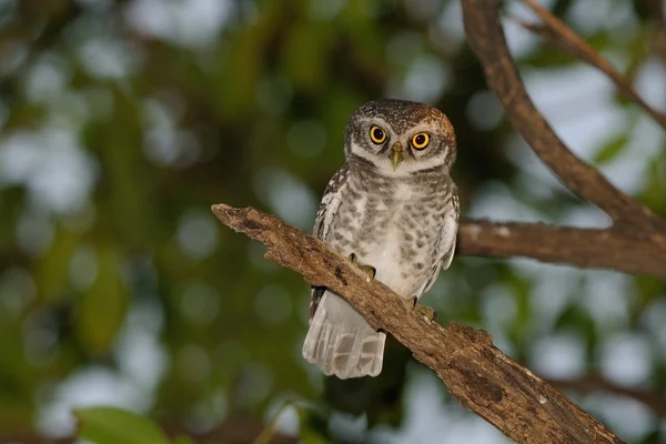 A spotted owlet looking at the camera — Stock Photo, Image