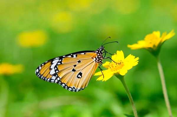 Plain tiger — Stock Photo, Image