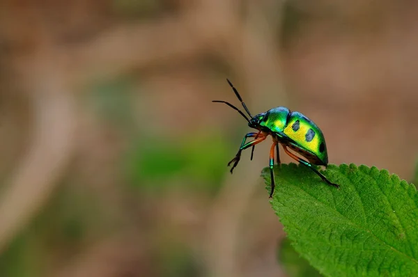 Jewel bug — стоковое фото