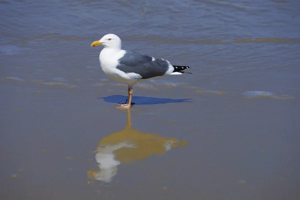 Sea gull — стокове фото