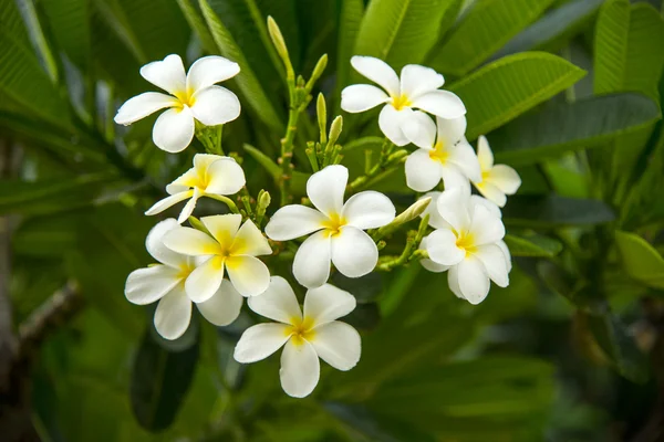 Fiori di Frangipani — Foto Stock