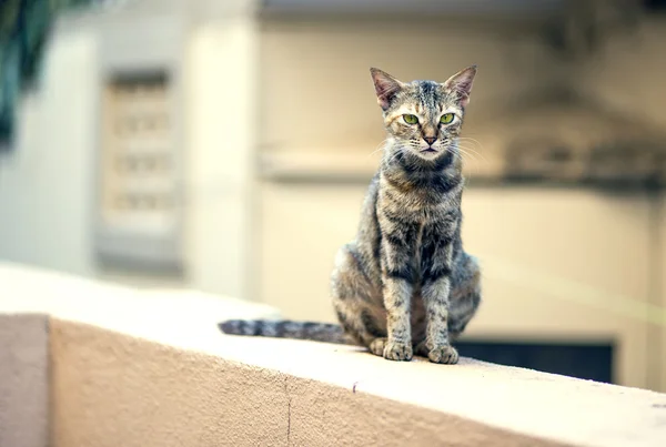 Parede de gato sentado — Fotografia de Stock