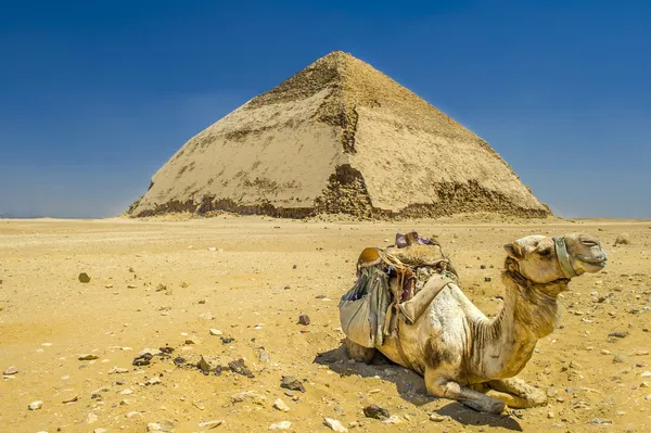 Kamel in der Nähe der Pyramide — Stockfoto