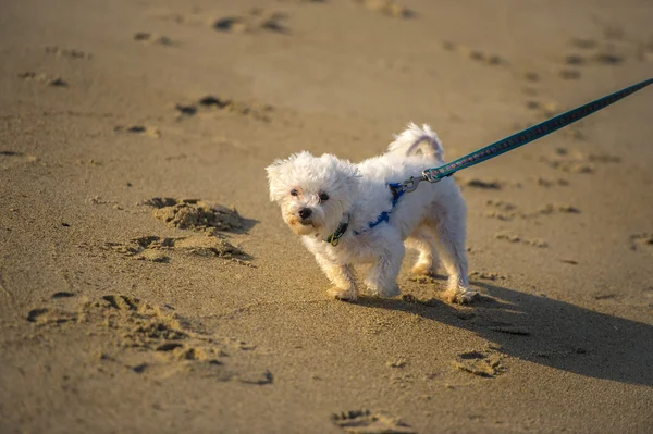 Niedlicher Hund — Stockfoto