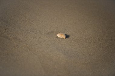 Kumsalda deniz kabuğu