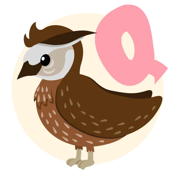 Q for Quail. Vector illustration — Stock Vector