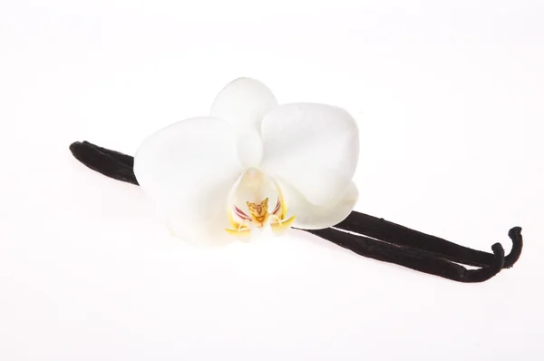 Vanilla pods and flower — Stock Photo, Image