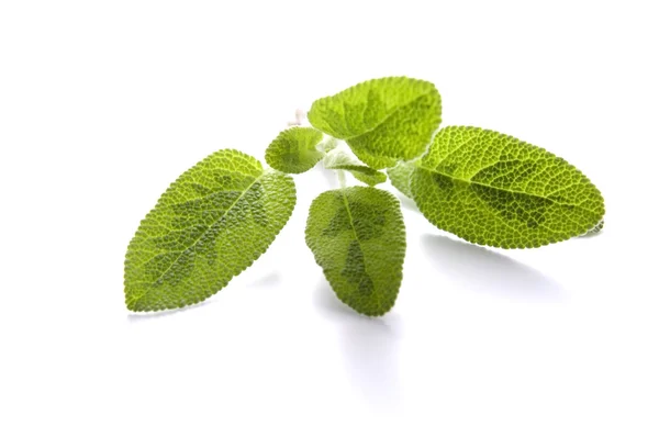 Sage isolated on white background — Stock Photo, Image