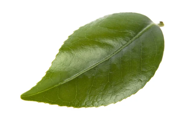 Feuilles de thé fraîches isoaltées sur le fond blanc — Photo