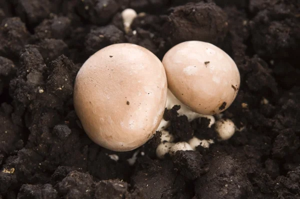 버섯 재배 — 스톡 사진