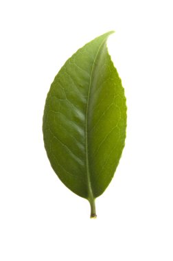 Beyaz arka planda taze çay yaprakları var.