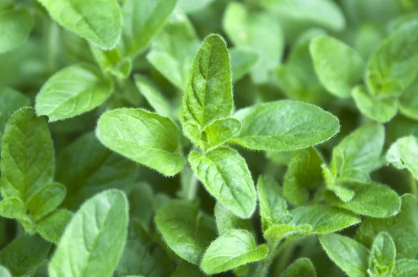 Growing mint leaves — Stock Photo, Image