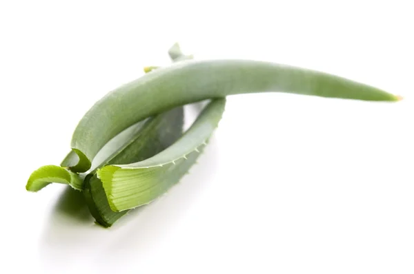Aloe vera - fitoterapia — Foto Stock