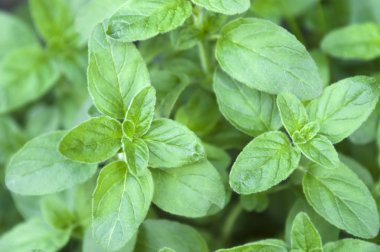 büyüyen nane yaprakları
