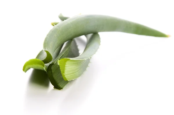 Aloe vera - bylinné medicíny — Stock fotografie