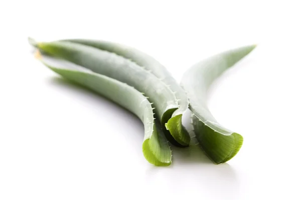 Aloe vera - bylinné medicíny — Stock fotografie