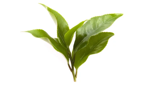 Hojas de té frescas isoaltadas sobre el fondo blanco —  Fotos de Stock