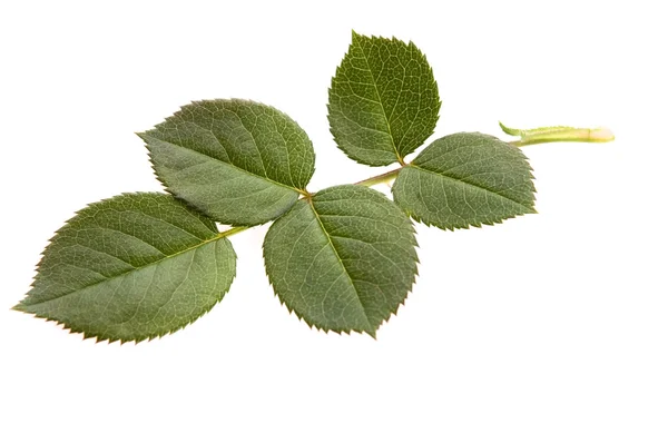 Rose leaf — Stock Photo, Image