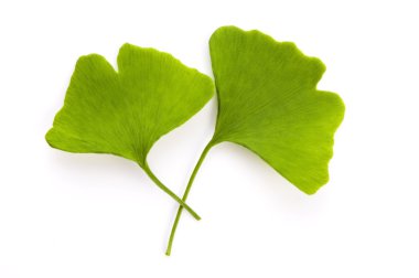 Ginkgo biloba yaprağı beyaza izole edilmiş