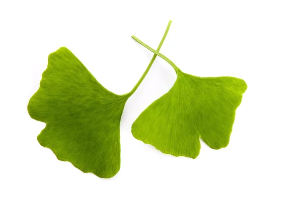 Feuille de ginkgo biloba isolée sur blanc — Photo