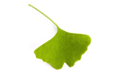 Ginkgo biloba yaprağı beyaza izole edilmiş