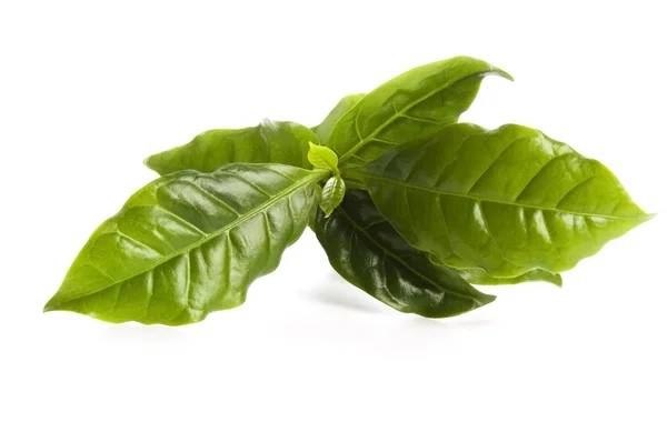Leaves coffee tree isolated on white — Stock Photo, Image