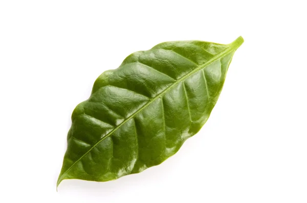 Blätter Kaffeebaum isoliert auf weiß — Stockfoto