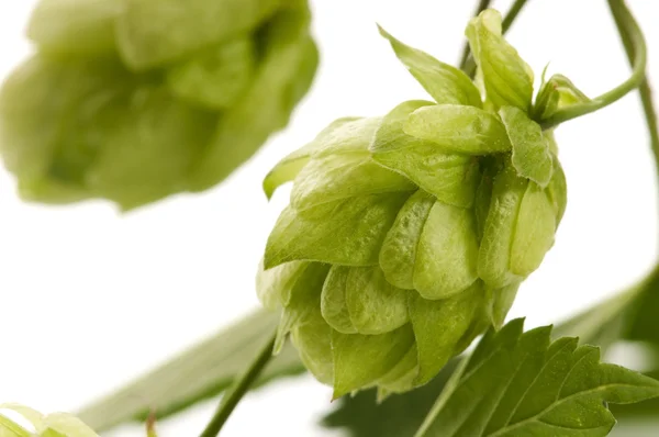 Hop cone and leaves on white background — Stock Photo, Image