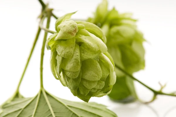Hop cone and leaves on white background — Stock Photo, Image