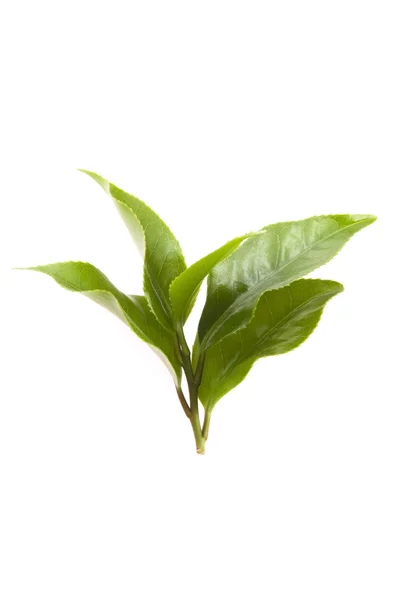 Fresh tea leaves isoalted on the white background — Stock Photo, Image