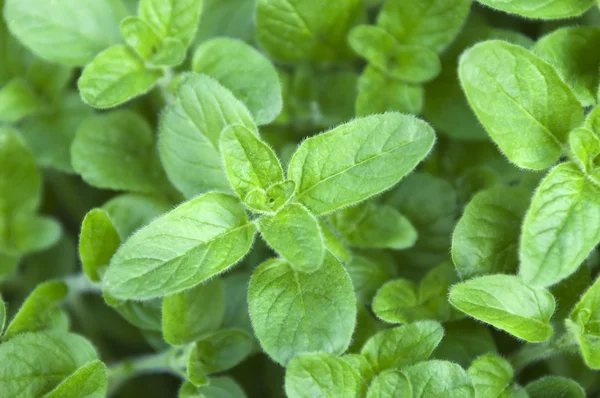 Growing mint leaves — Stock Photo, Image