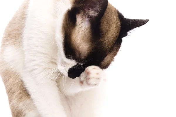 Chat isolé sur fond blanc. Portrait animal . — Photo