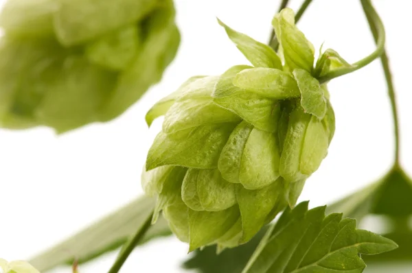 Cône de houblon et feuilles sur fond blanc — Photo