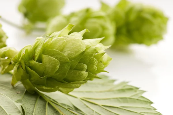 Cône de houblon et feuilles sur fond blanc — Photo