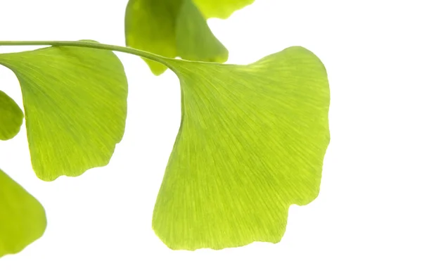 Ginkgo biloba blad isolerad på vit — Stockfoto
