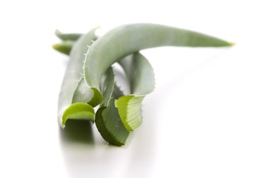 aloe vera - bitkisel ilaç