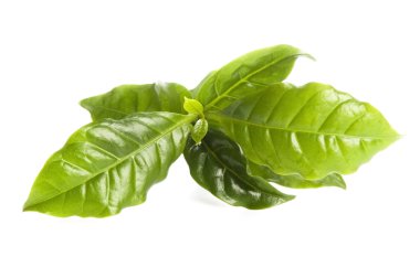 Kahve üzerine beyaz izole ağaç yaprak