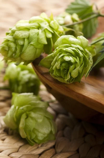 Hop cone and leaves — Stock Photo, Image