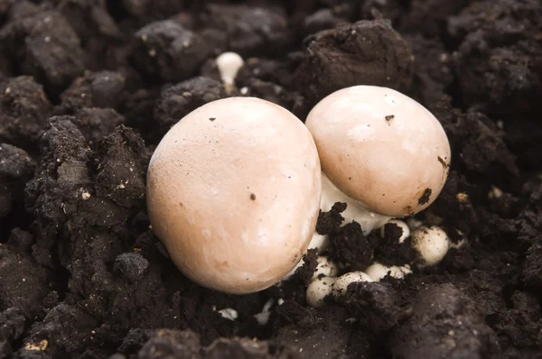 Growing mushrooms — Stock Photo, Image