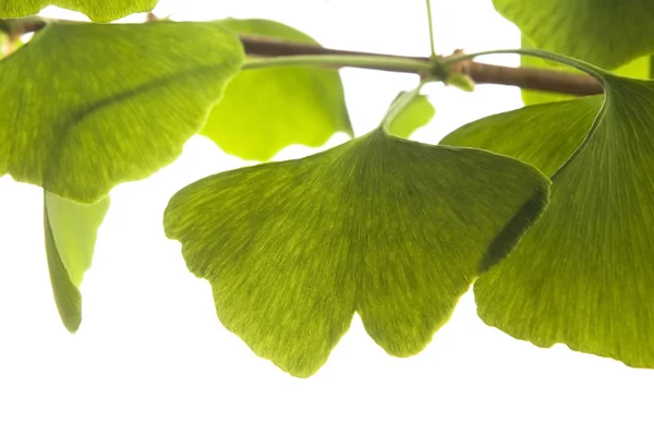Ginkgo biloba leaf isolated on white — Stock Photo, Image