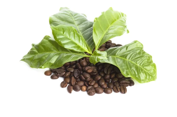Kávové zrna a listy — Stock fotografie
