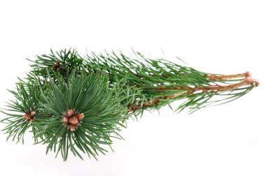 çam dalı beyaz arkaplanda izole edildi