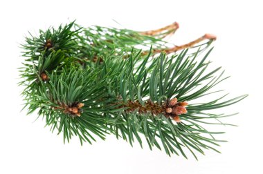 çam dalı beyaz arkaplanda izole edildi