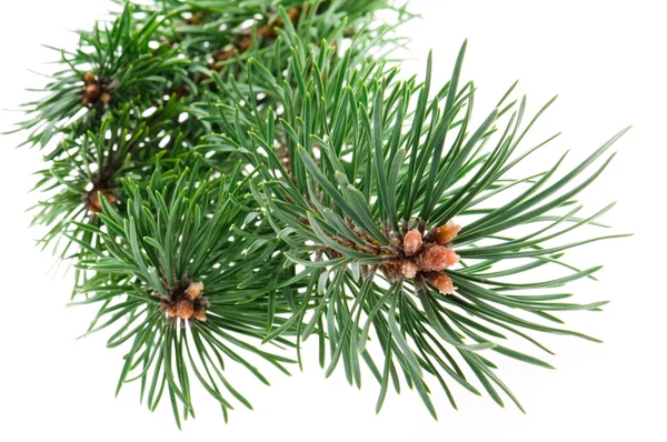 Pine branch isolated on white background — Stock Photo, Image